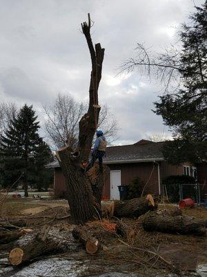 Alejandres Tree Service