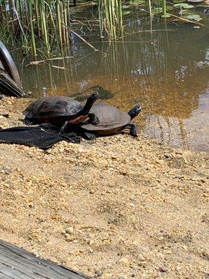 Turtles by the pond