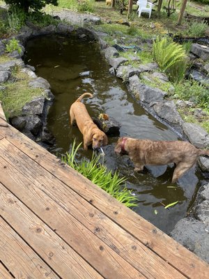 Companion Animal Wellness Center