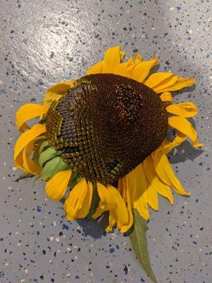 Explaining lifecycle of sunflower to kids (stage 3)