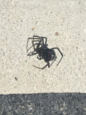 Lifeless black widow