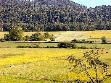 Our cattle are rotated frequently and enjoy luscious grass