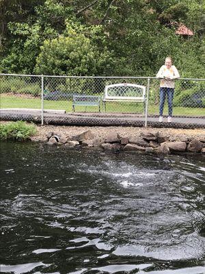 Outdoor pond with huge fish.