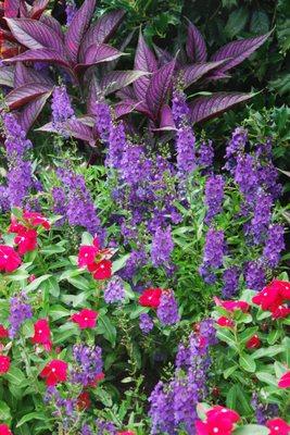 Add color and vibrance to your garden beds