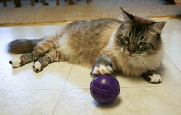 William loves his treat ball.