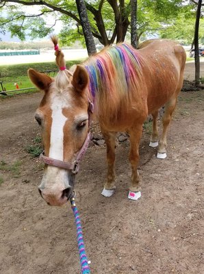 Pretty painted horses Friday's at camp