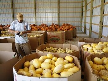 Matt Ewer, President  of Green BEAN Delivery, and the EcOhio farm's 2012 squash harvest.