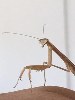 Praying Mantis Zorak