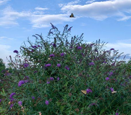 My favorite! Beautiful butterflies