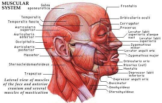 Understanding Facial Muscles