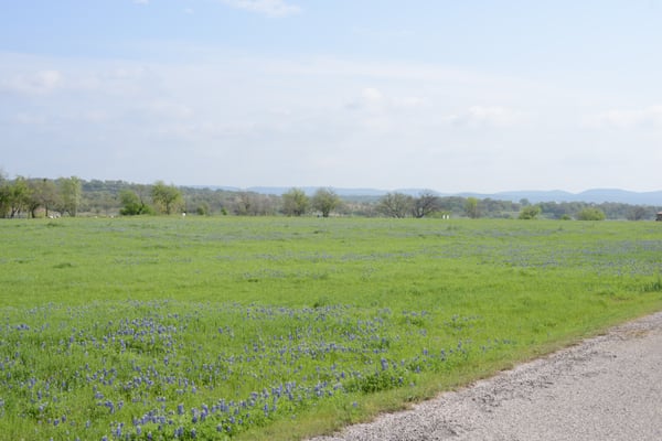 Bluebonnets in season