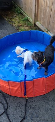 Puppy learning to enjoy the water with his big brother