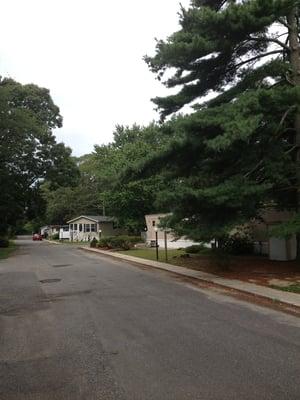 beautiful trees. quiet streets.