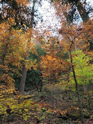 The trees outside of the cabin.