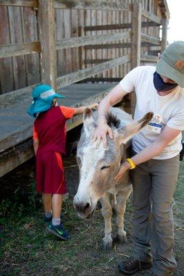 sassy the donkey