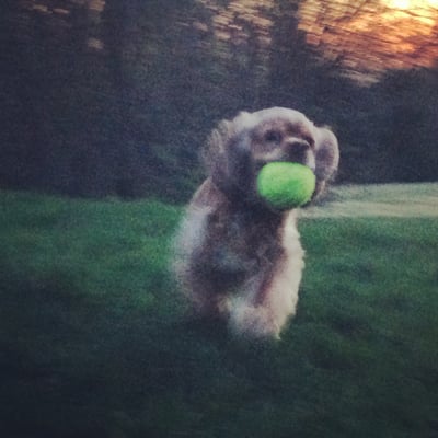 Puppy showing off her fetching skills