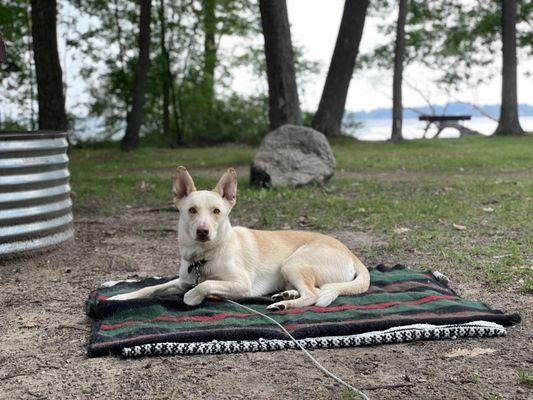 My husky mix, named Oberon, enjoying site#40