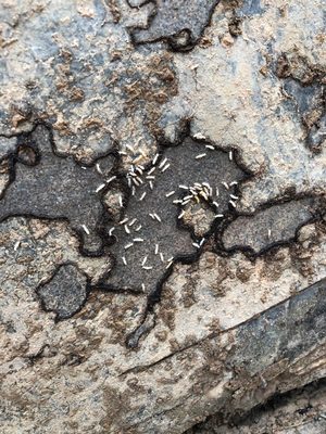 Subterranean Termites