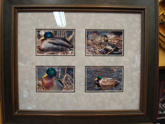 4 duck frame 1