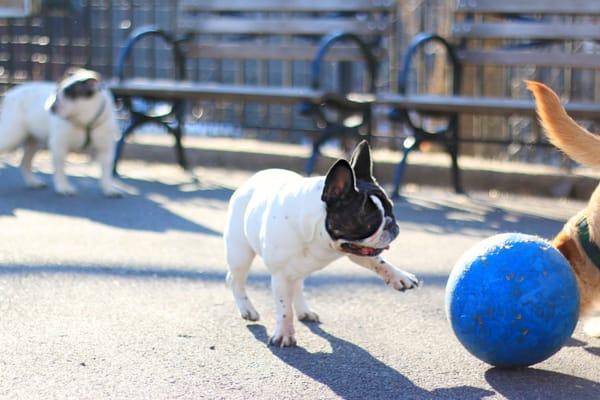 Bentley's never-ending fascination with the ball!