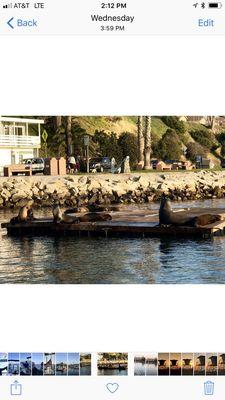 Harbor seals enjoying the sunshine.