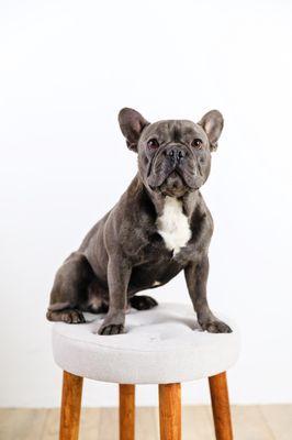 French bulldog