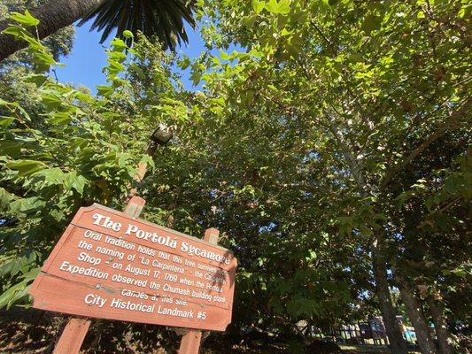 Portola Sycamore and the sign that explains it.