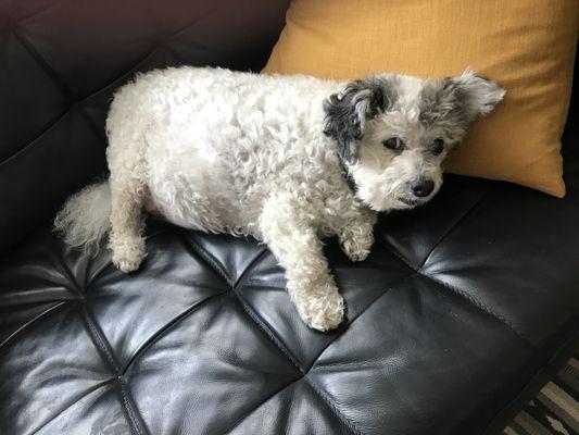 Cisco the dog relaxing at the new place in West Adams