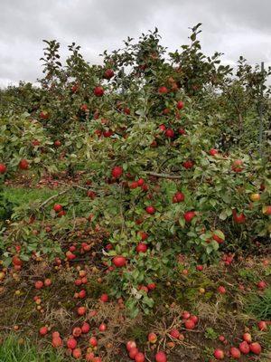 Rush River Orchard and Bakery