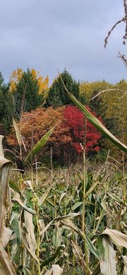 Beautiful colors in the trees through the corn maze