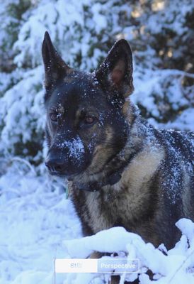 Felix, clients of Shuster K9 Academy