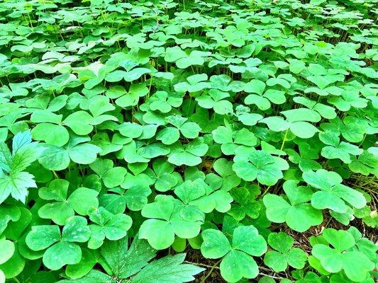 The clovers blanketing portions of the forest floor were huge!