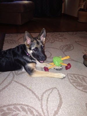 Lexi, the german shepherd, loves Donna's visits when we are away at work.