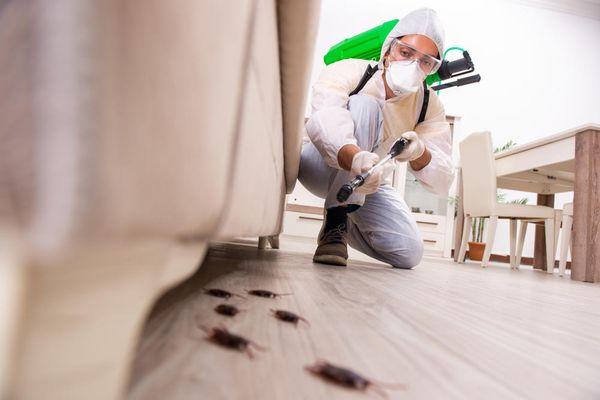 Pest Control Services in Fort Myers, FL