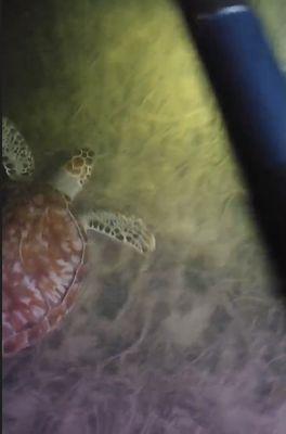 Young sea turtle swimming with Ibis Bay Paddle Sports night time tour!