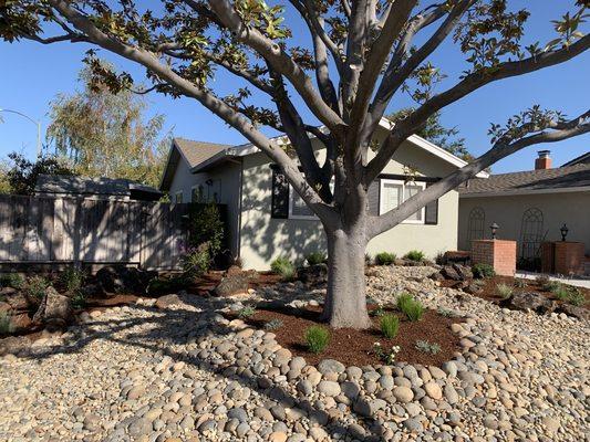 Front Lawn replacement with dry creek and low water plants