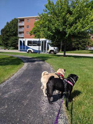 I brought a couple of pugs to visit my Grandma. Animals are incredibly therapeutic for the elderly!