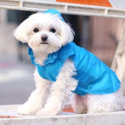 Live in style at the edge like @mochiandthecity. The #CanineStyles way! - - Wearing a www.caninestyles.com blue slicker by caninestylesnyc