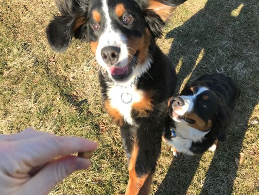 Honey, feeling better, goes nuts for a treat. Her littermate is better behaved.