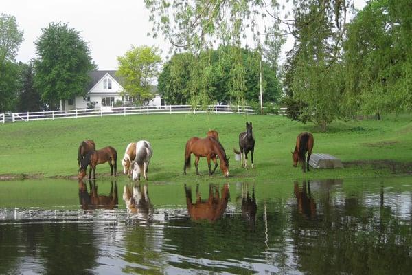 Horse Boarding