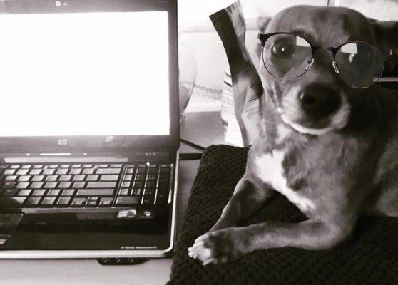 Chico, Intern Extraordinaire