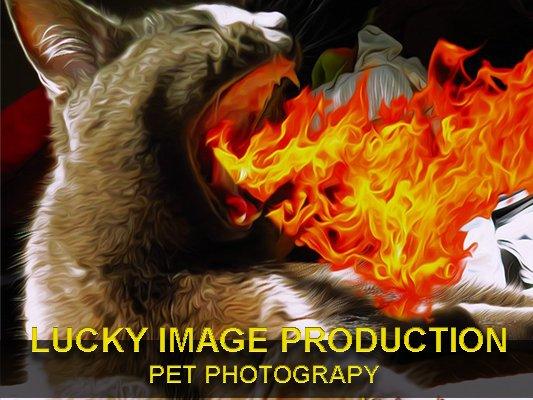 Lucky Image Production-Pet Photography Release the fire!