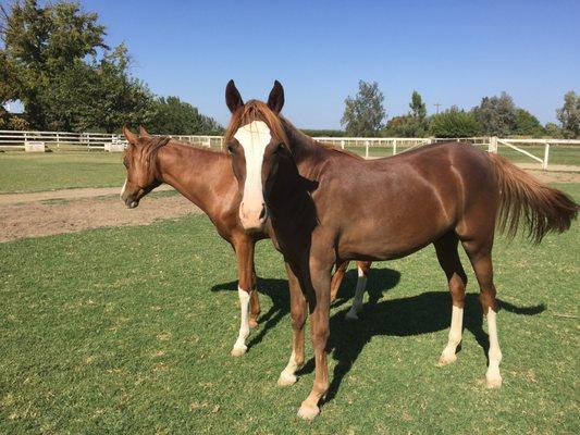 My other passion - my 2 year old filly out of my mare, Kashmir Diamond L.