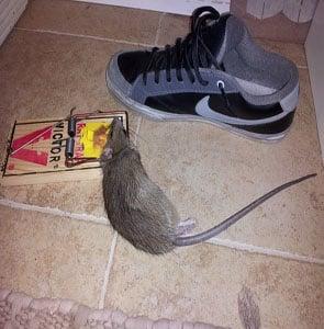 The rat is as big as my shoe!