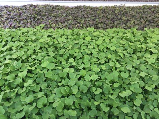 Try some of our amazing microgreens, full of flavor.