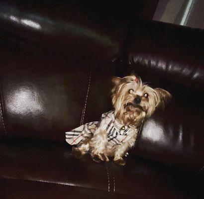 My personal dog Tiffany. She's a tea cup yorkie!