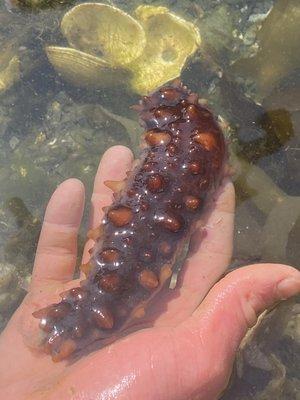 Sea cucumber