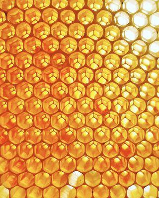 Honey Bees Build Elaborately Beautiful Honey Comb! Nature's Masterpiece!