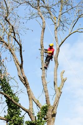 Man Trimming Tree