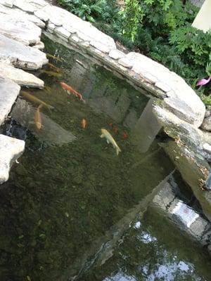 Koi Pond